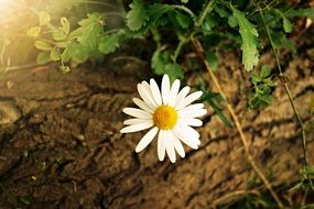 Ox-eye daisy blossoms