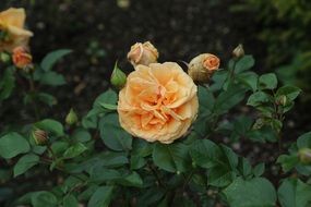 pastel rose with buds on a green bush