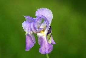 pale purple iris on a green background