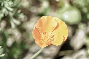 closeup picture of the pastel poppy in bright sunlight