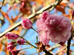 flowering of a japanese cherry tree as spring decoration