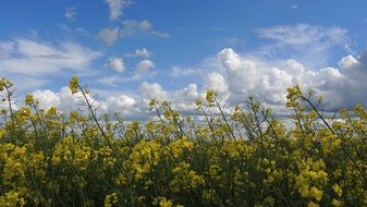 field of blooming canola against the blue sky