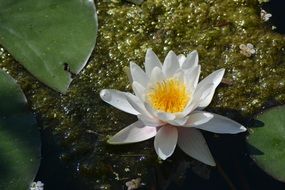Natural White and yellow Lotus Flower