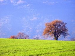 fascinating Green Field