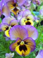 purple and yellow pansies