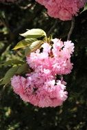 pink inflorescence like an umbrella