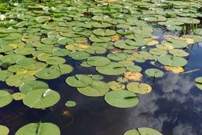 leaves of Water Lilies on dark pond