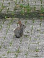 Rabbit on the ground