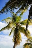 green tropical palm trees in Cuba