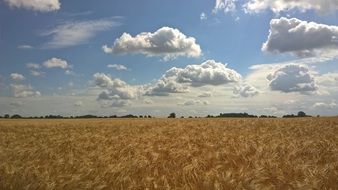 Beautiful yellow field under blue sky with white clouds