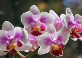 white pink Hybrid Phalaenopsis Phalaenopsis