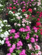 multi-colored vinca in the garden