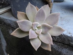 pastel fleshy plant on a stone surface