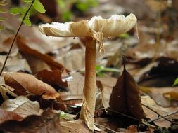old weathered Fungi on forest floor