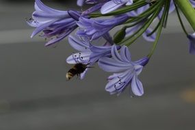 Blue Flower with Bee macro