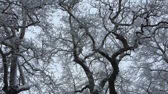 snowy trees in winter