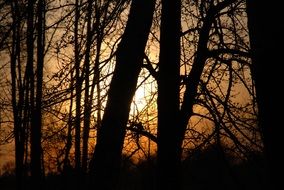 dark silhouettes of trees against the orange sun