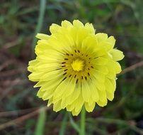 Yellow pyrrhopappus carolinianus Flower macro