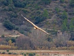 Vulture Fly Landscape Priorat