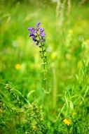 flowering wild sage on a green meadow