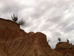 Desert plants at top of sandstone rock formations
