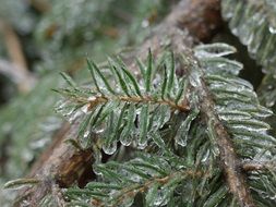 macro photo of Ice covered spruce branches