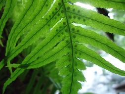 Pacific Fern in Washington State