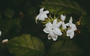 White Delicate Flower