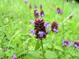 Prunella Vulgaris flowers blossom