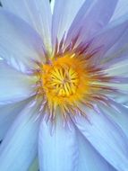 fuchsia as a bluish daisy