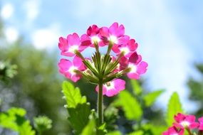 pink verbena in the warm sun