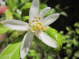 flower on a lemon tree