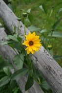 yellow flower on a wooden fence