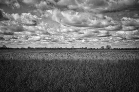 agricultural field under a cloudy sky, black and white image