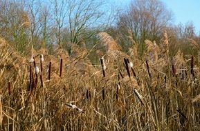 dry Reed thickets at winter
