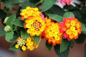 pink and yellow garden flowers