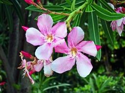 pink poisonous flower in nature