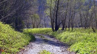 country road through the forest