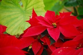 red poinsettia as flowers for christmas