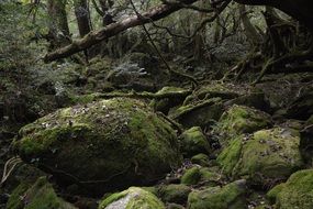 Yakushima Island Princess