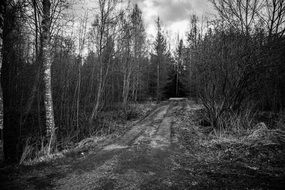 country road through the forest in black and white image