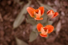 three orange flowers close-up