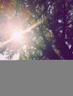 Sun Lens Flare Tree Sunlight