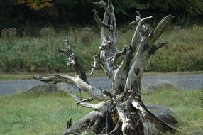 large snag in the forest close-up