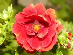 Red Flower in summer Garden Blossom