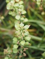 Close-up of the beautiful seeds of the beautiful plants