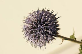 Wild Thistle Blossom