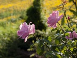 delicate roses on a bush against a background of dandelion field