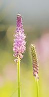 pink flowering grass