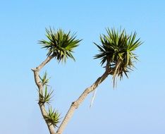 tropical palm tree sky view